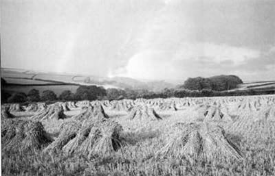 Corn Stooks 1939